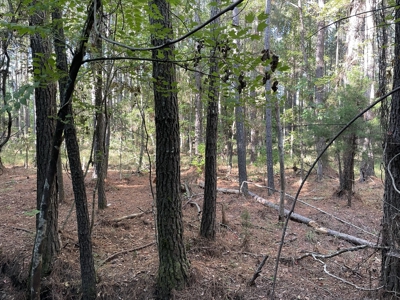 Secluded 17-Acre Homesite with Easy Access to the Crystal Coast - image 17