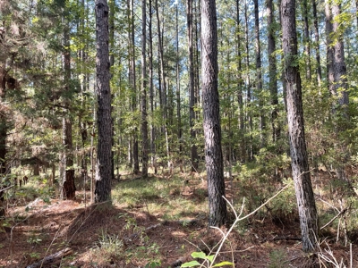 Secluded 17-Acre Homesite with Easy Access to the Crystal Coast - image 29