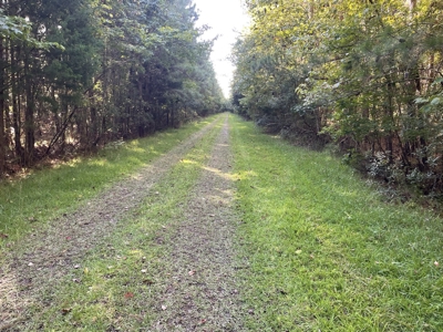 Secluded 17-Acre Homesite with Easy Access to the Crystal Coast - image 24