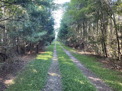 Secluded 17-Acre Homesite with Easy Access to the Crystal Coast - image 21