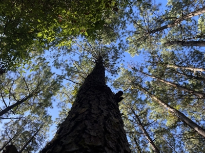 Secluded 17-Acre Homesite with Easy Access to the Crystal Coast - image 28