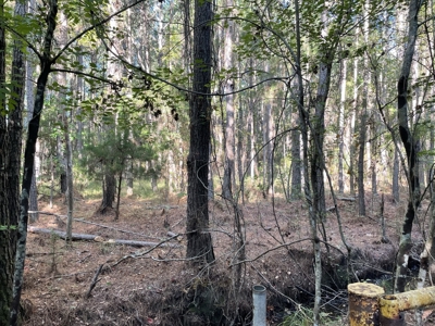 Secluded 17-Acre Homesite with Easy Access to the Crystal Coast - image 16