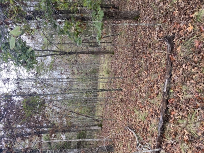 Prime Hunting Land For Sale In North Central Arkansas - image 7