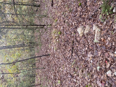 Prime Hunting Land For Sale In North Central Arkansas - image 13