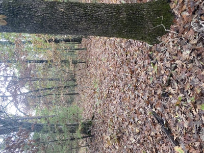 Prime Hunting Land For Sale In North Central Arkansas - image 10