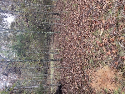 Prime Hunting Land For Sale In North Central Arkansas - image 6