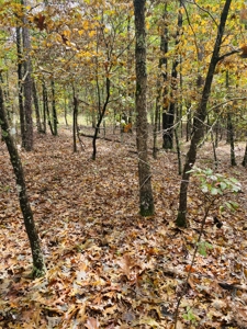 Prime Hunting Land For Sale In North Central Arkansas - image 1