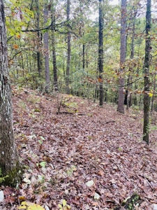 Prime Hunting Land For Sale In North Central Arkansas - image 2