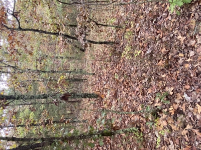 Prime Hunting Land For Sale In North Central Arkansas - image 17
