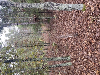 Prime Hunting Land For Sale In North Central Arkansas - image 5