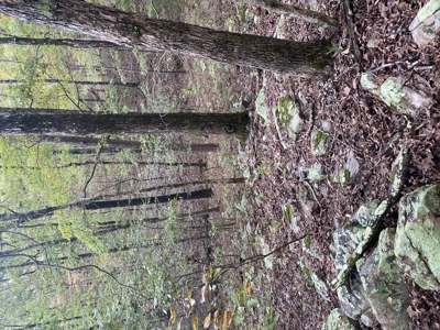 Prime Hunting Land For Sale In North Central Arkansas - image 8