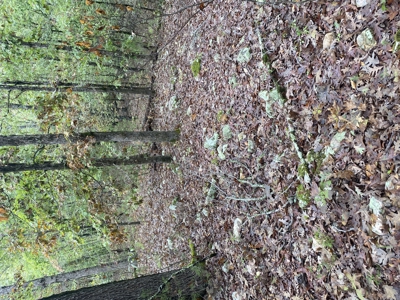 Prime Hunting Land For Sale In North Central Arkansas - image 11