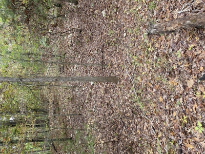 Prime Hunting Land For Sale In North Central Arkansas - image 15
