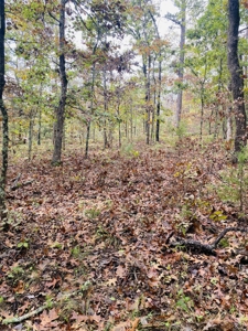 Prime Hunting Land For Sale In North Central Arkansas - image 3