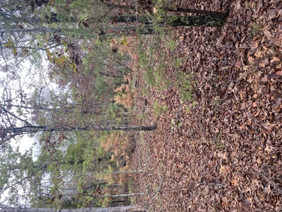 Prime Hunting Land For Sale In North Central Arkansas - image 4