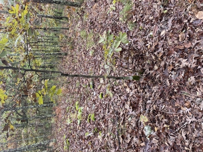 Prime Hunting Land For Sale In North Central Arkansas - image 14