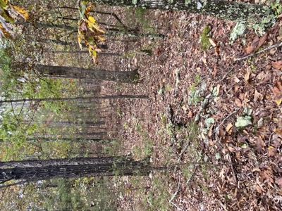Prime Hunting Land For Sale In North Central Arkansas - image 16