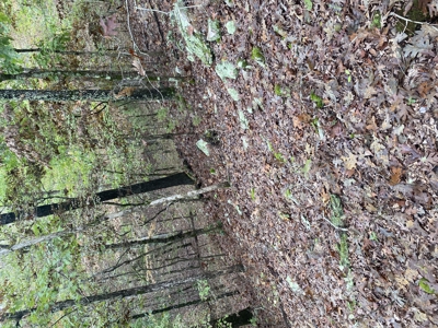 Prime Hunting Land For Sale In North Central Arkansas - image 12