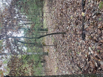 Prime Hunting Land For Sale In North Central Arkansas - image 9
