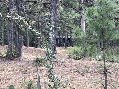 40 Acres with Home, Cabin, Pond & Timber in Southeastern OK - image 20