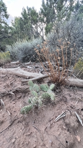 Experience the Best of Colorado Living on this Acreage Glade Park - image 15