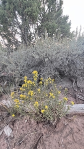 Experience the Best of Colorado Living on this Acreage Glade Park - image 18