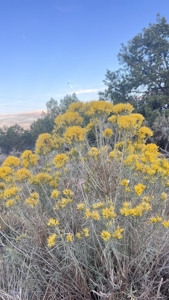 Experience the Best of Colorado Living on this Acreage Glade Park - image 16