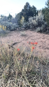 Experience the Best of Colorado Living on this Acreage Glade Park - image 17