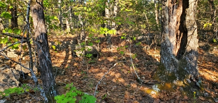 Investment opportunity hunting fishing building mature timber - image 4