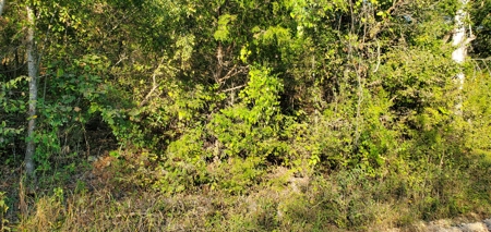 Investment opportunity hunting fishing building mature timber - image 7