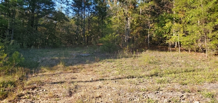 Investment opportunity hunting fishing building mature timber - image 2