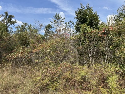 Small acreage for sale in Douglas County MO with No Restrictions - image 26