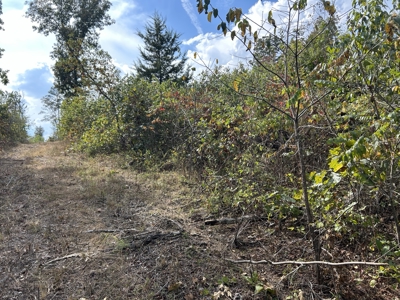 Small acreage for sale in Douglas County MO with No Restrictions - image 14