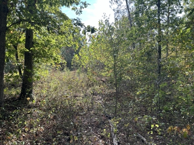 Small acreage for sale in Douglas County MO with No Restrictions - image 21