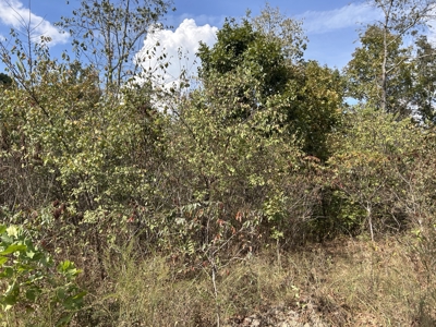 Small acreage for sale in Douglas County MO with No Restrictions - image 25