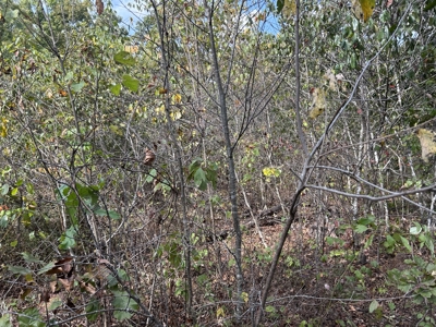 Small acreage for sale in Douglas County MO with No Restrictions - image 13