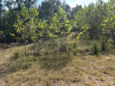 Small acreage for sale in Douglas County MO with No Restrictions - image 17