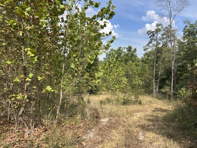 Small acreage for sale in Douglas County MO with No Restrictions - image 15