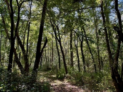 Mississippi Land For Sale With A Creek - image 18