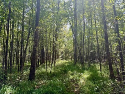 Mississippi Land For Sale With A Creek - image 43