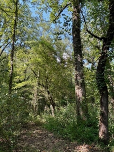 Mississippi Land For Sale With A Creek - image 19