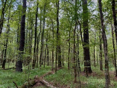 Mississippi Land For Sale With A Creek - image 20