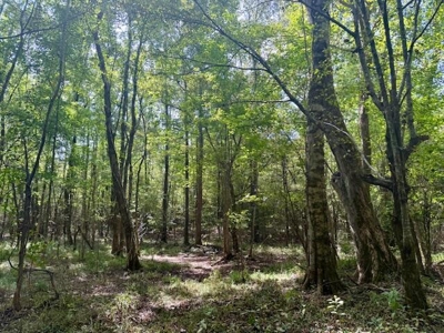 Mississippi Land For Sale With A Creek - image 41