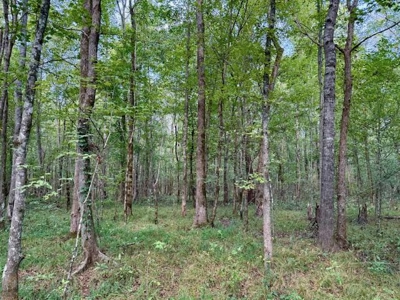 Mississippi Land For Sale With A Creek - image 25
