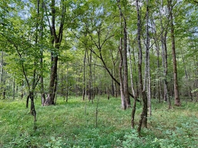 Mississippi Land For Sale With A Creek - image 24