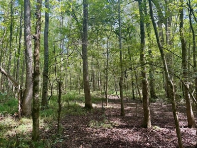 Mississippi Land For Sale With A Creek - image 39