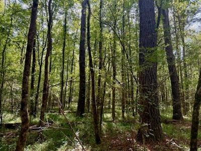 Mississippi Land For Sale With A Creek - image 44