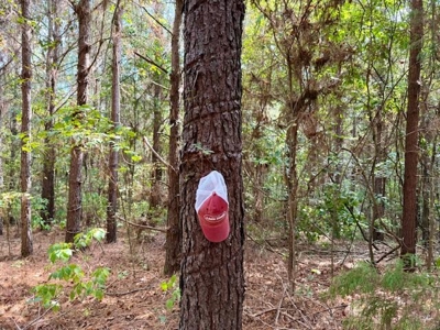 Mississippi Land For Sale With A Creek - image 5