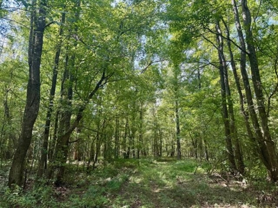 Mississippi Land For Sale With A Creek - image 37