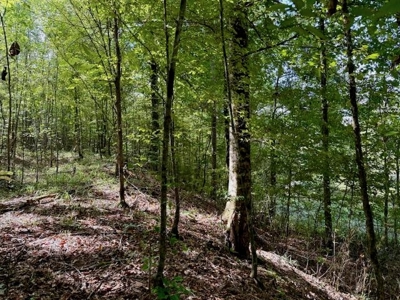 Mississippi Land For Sale With A Creek - image 26